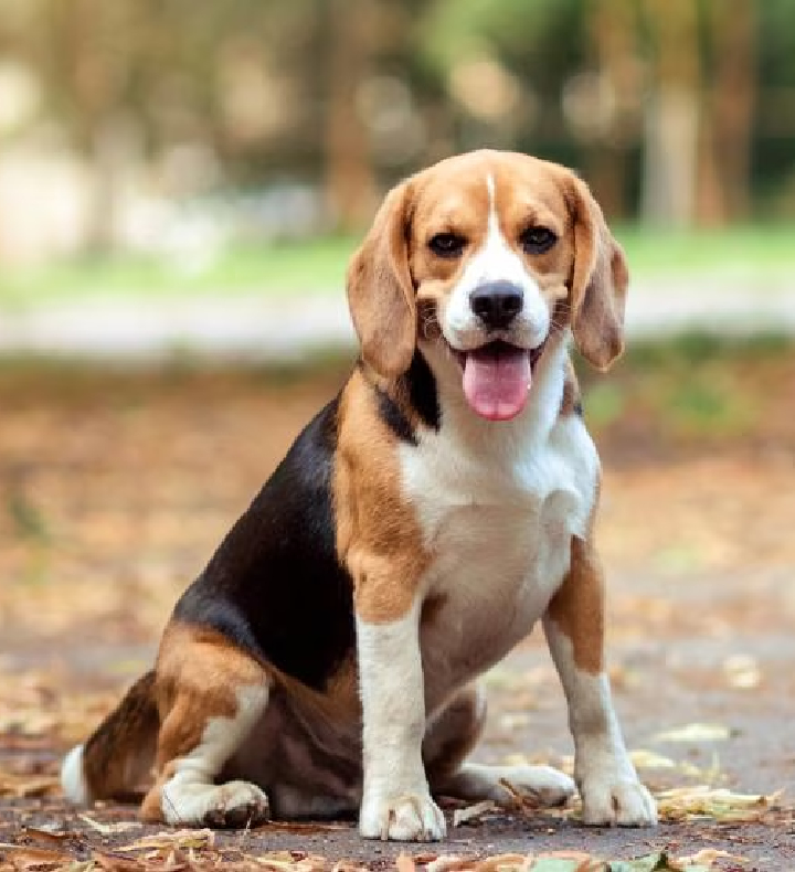 beagle seller mumbai