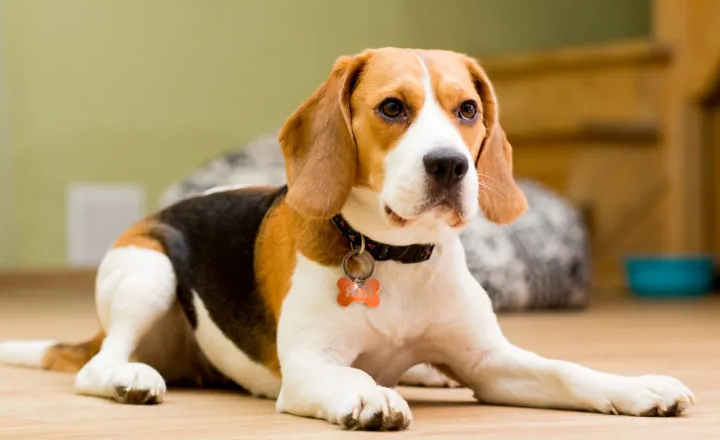 beagle seller mumbai