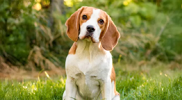 beagle seller mumbai