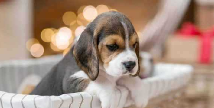 beagle seller mumbai