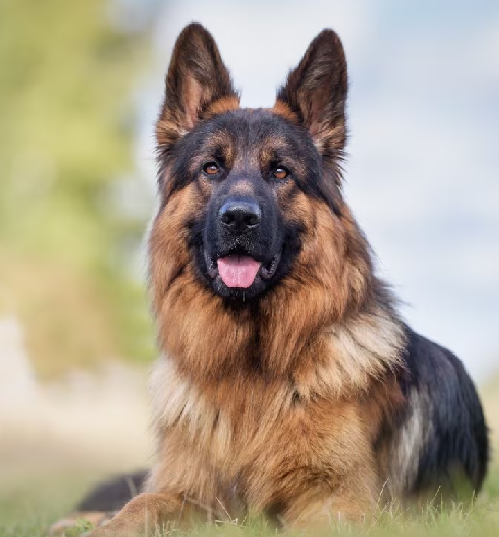 german shepherd dog seller mumbai