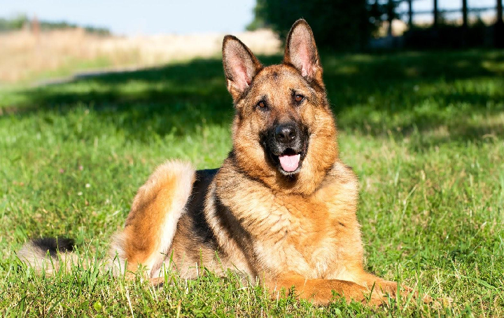 german shepherd dog seller mumbai