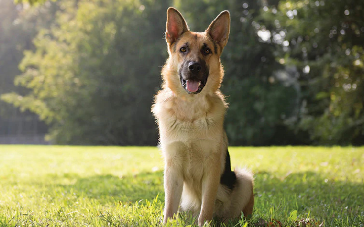 german shepherd dog seller mumbai