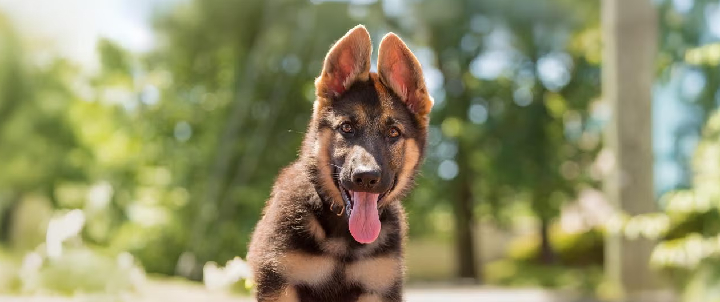 german shepherd dog seller mumbai