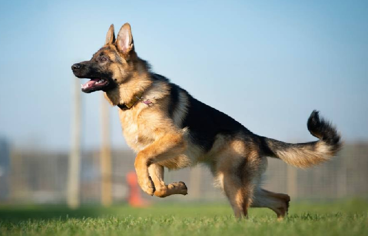 german shepherd dog seller mumbai