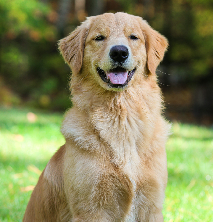 golden retriever puppies for sale