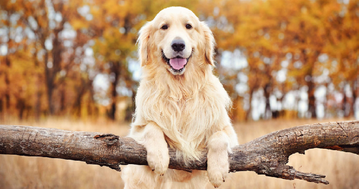 golden retriever puppies for sale