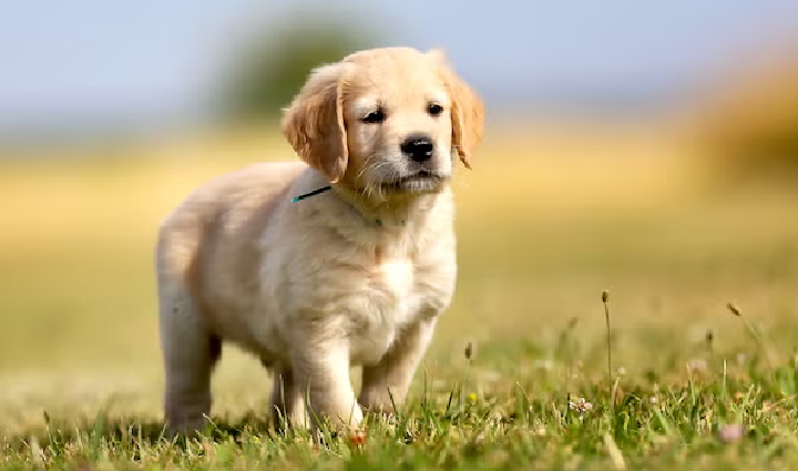 golden retriever puppies for sale