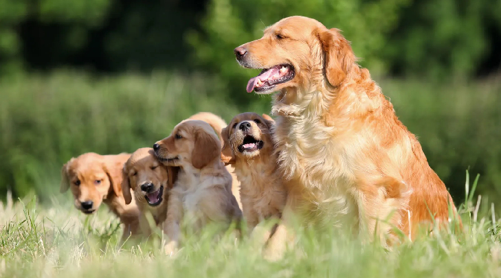 golden retriever puppies for sale
