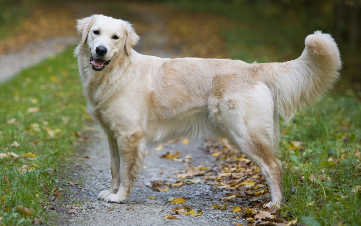 golden retriever puppies for sale