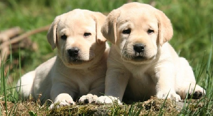 labrador retriever puppies for sale