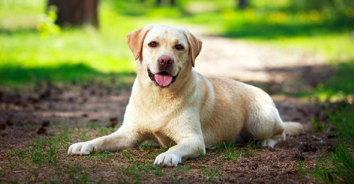 labrador retriever puppies for sale