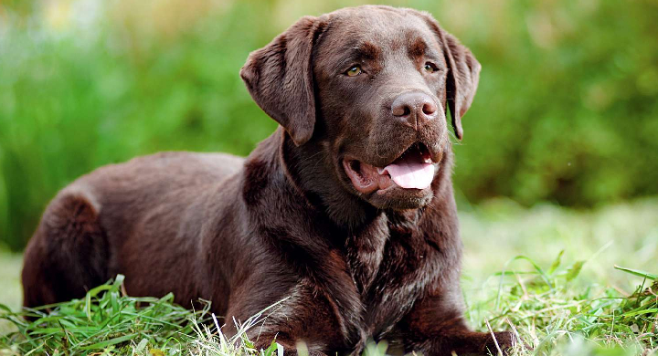 labrador retriever puppies for sale