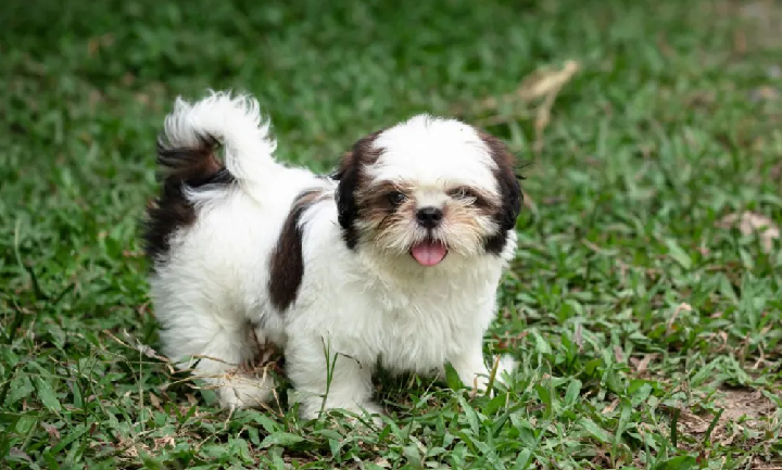 shih tzu puppies for sale