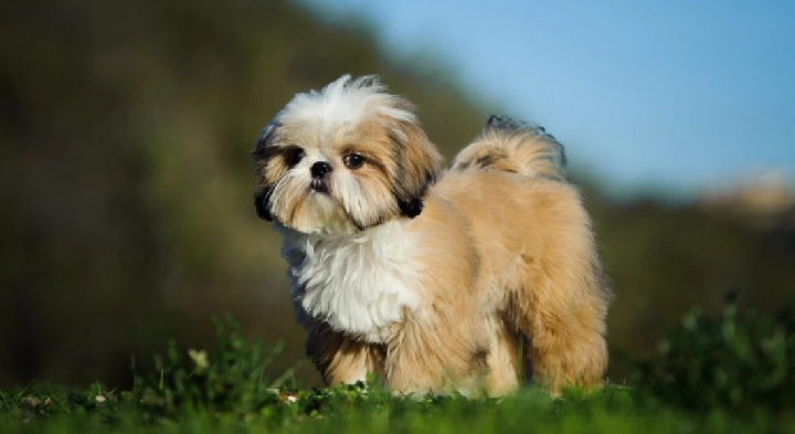 shih tzu puppies for sale