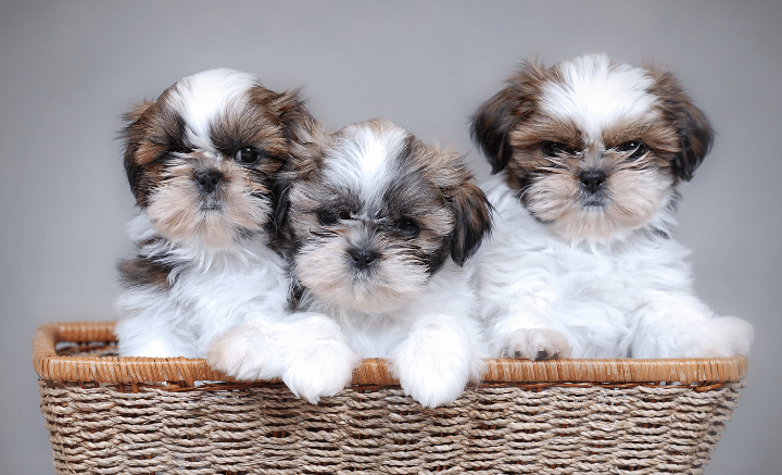 shih tzu puppies for sale